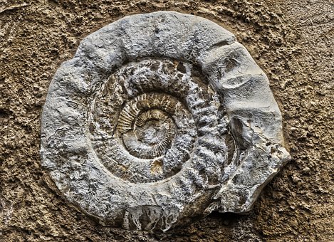 Fossil