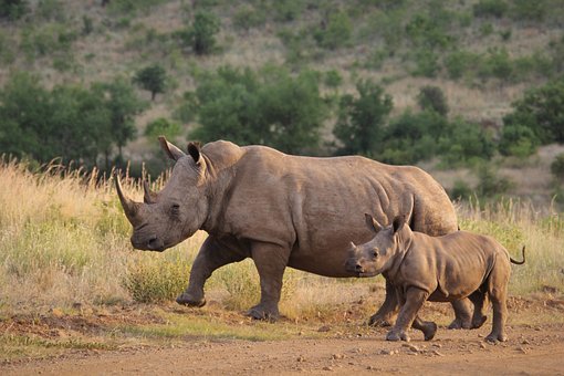 Rhinoceros