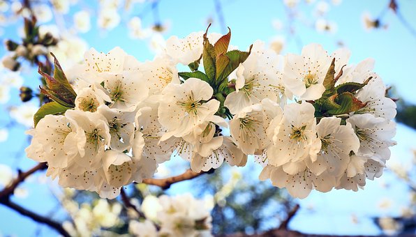 April Cherry Blossoms