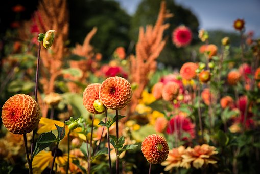 Garden Month