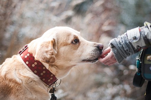 Dog Bite Awareness