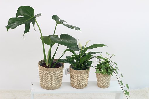 Houseplants